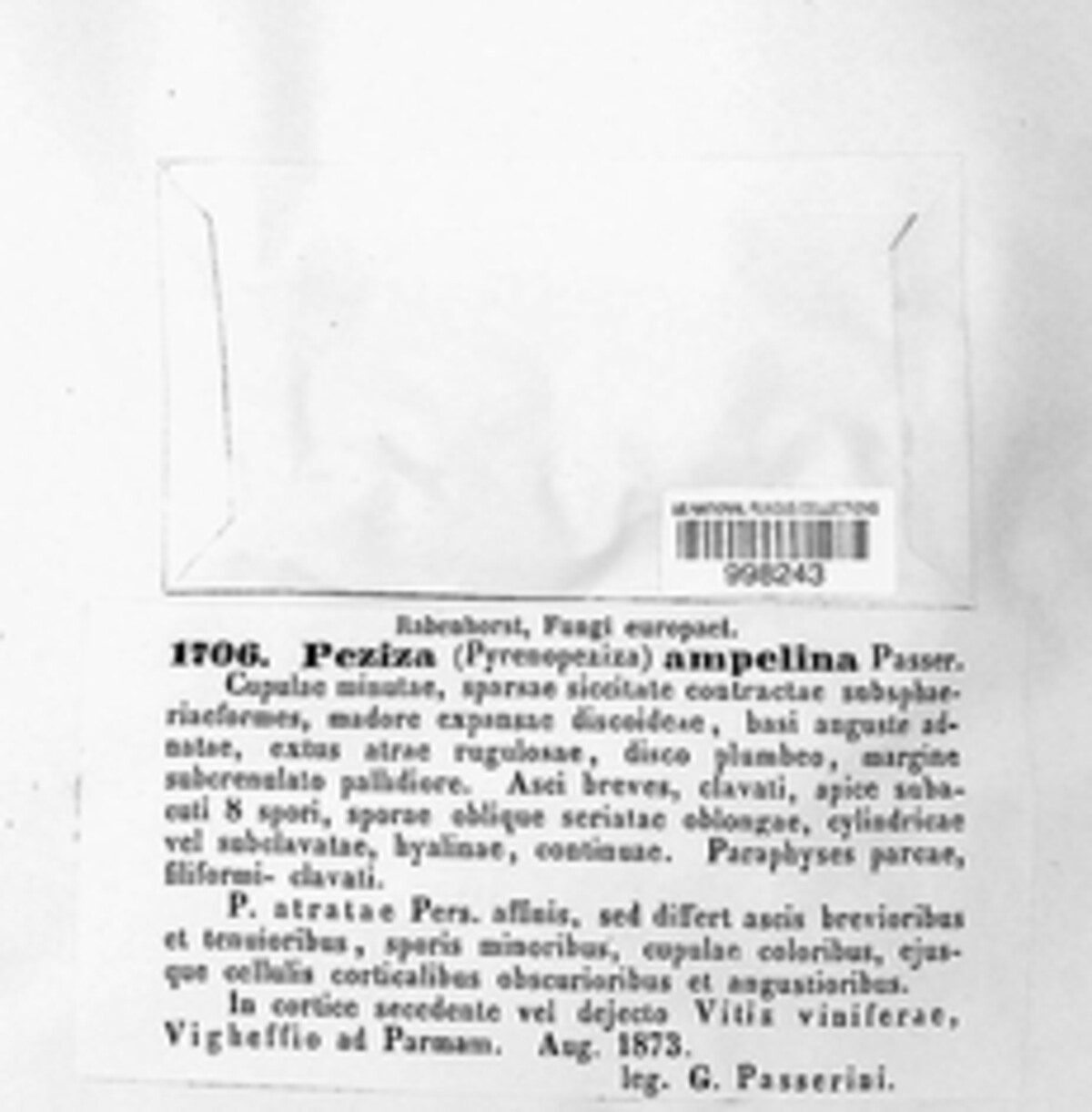 Geoscypha ampelina image